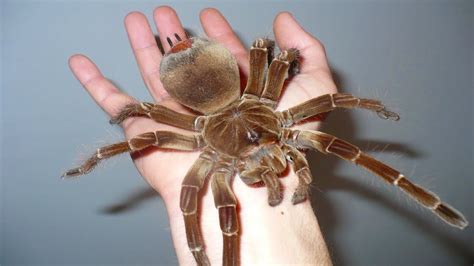 Pictures Of The Largest Spider In The World - PictureMeta