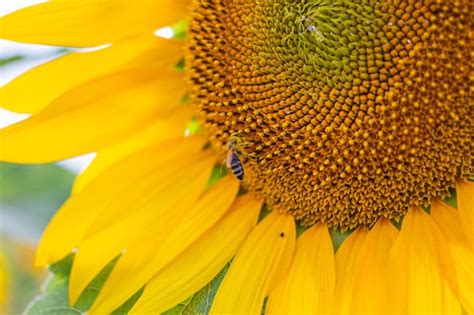 Premium Photo | Close-up of honey bee on sunflower