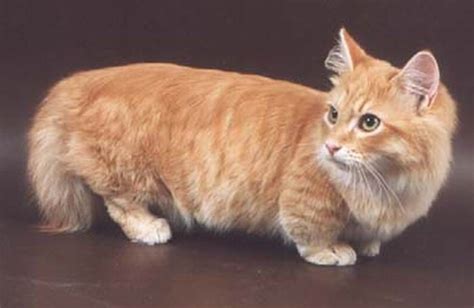 Munchkin Cats