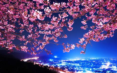 Cherry Blossom Tree Wallpapers - Top Free Cherry Blossom Tree ...