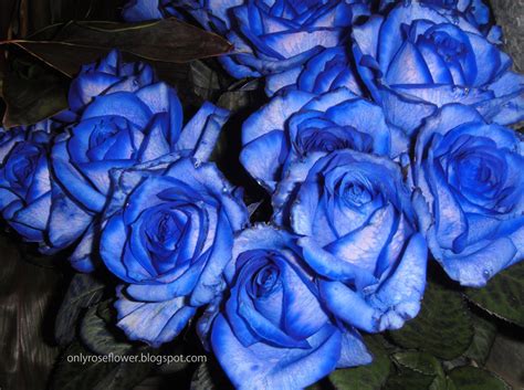 Wallpaper of Blue Rose || Only beautiful Roses