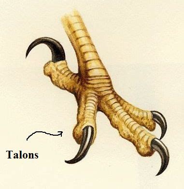 talons.jpg (381×390) | Bird drawings, Animal illustration art, Eagle ...