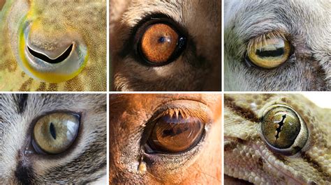 Eye Shapes Of The Animal World Hint At Differences In Our Lifestyles ...