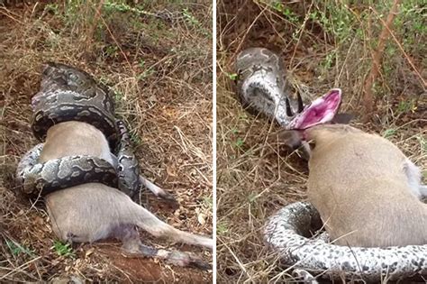 Animal news 2017: Killer python snake attacks antelope but gets shock ...