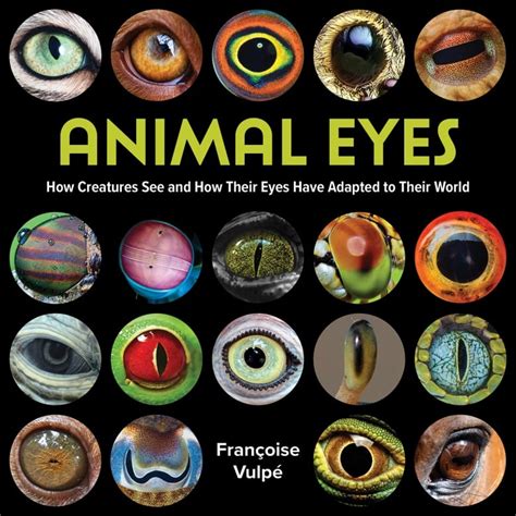 Animal Eyes by Françoise Vulpé | CBC Books