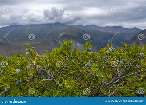 Juniper Bush with Berries with Mountains and Sky Background. Stock Photo - Image of plant ...