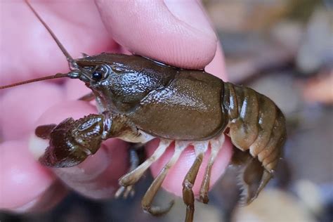 Population of endangered native species thriving in Yorkshire - GOV.UK