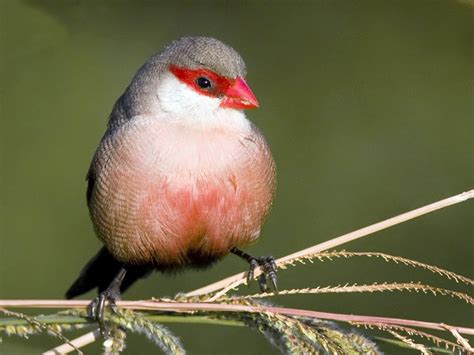 Common Waxbill - eBird