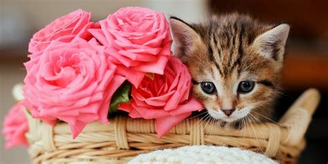 Are Dried Flowers Toxic To Cats