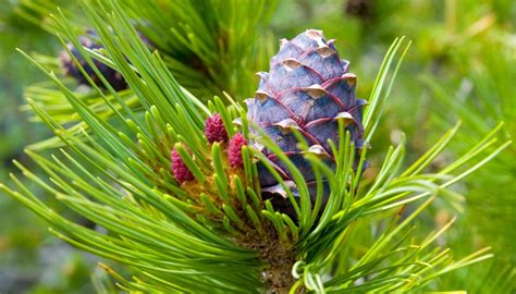 Cedar Tree Identification | Sciencing