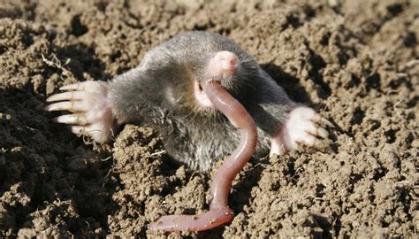 Difference Between a Mole & a Shrew | Sciencing