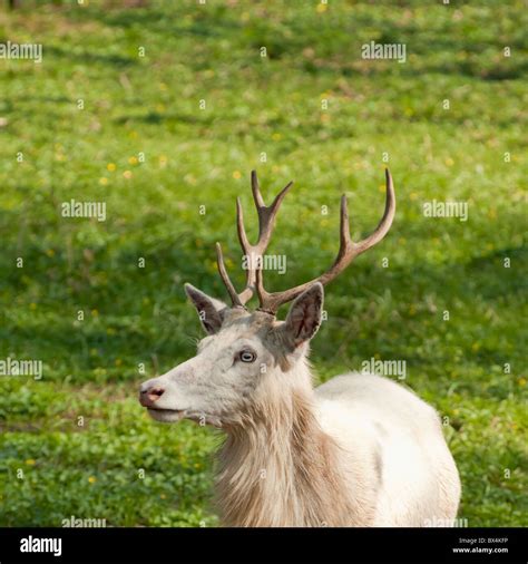 Albino bull elk hi-res stock photography and images - Alamy