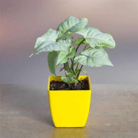 Set of 4 Indoor Air Purifier Plants Buy Online in India From Vitri Greens