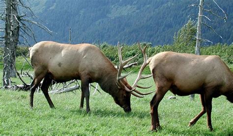 Idaho Elk Habitat Receives $2.1 Million in Upgrades