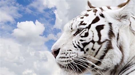 White Tiger, White Tiger Wallpaper, #22819