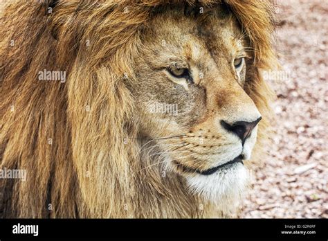 Portrait of a Barbary lion - Panthera leo leo. Lions mane. Animal scene ...