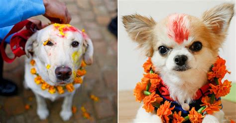 This Festival In Nepal Is Dedicated To Celebrating Our Adorable Pet Dogs (Photos)