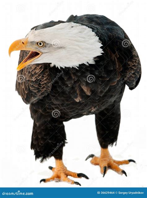 Close Up Portrait of a Bald Eagle with an Open Beak . Stock Photo ...