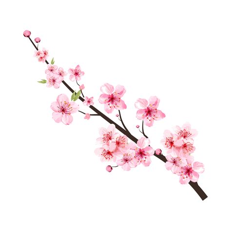 Cherry blossom branch with blooming pink Sakura flower PNG. Realistic watercolor cherry flower ...