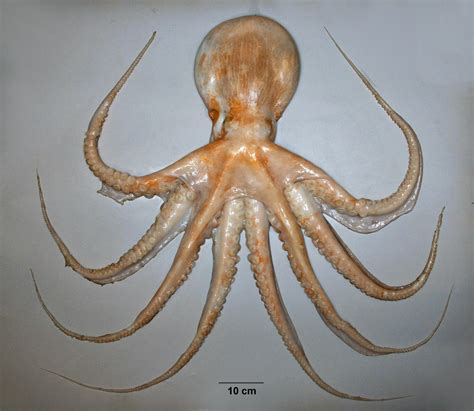 8 Largest Octopus Species in the World - Largest.org