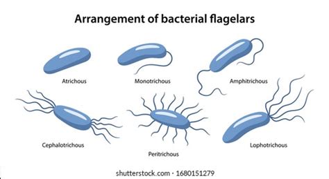 Bacteria: Flagella : Plantlet