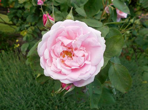 10 Popular Heirloom Roses For Your Garden