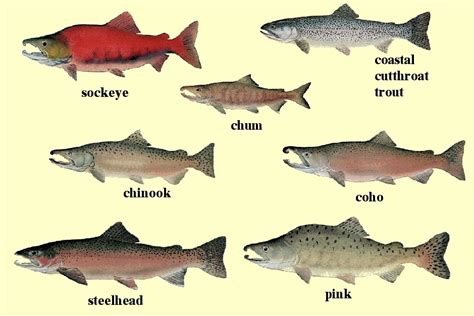 Lifecycle – South Puget Sound Salmon Enhancement Group