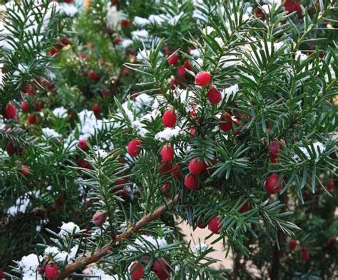 17 Popular Dwarf Evergreen Trees With Garden Designer Jilayne Rickards | Horticulture Magazine