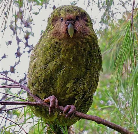 Kākāpō: papagaio raro, que não voa, é eleito a 'Ave do Ano' na Nova Zelândia