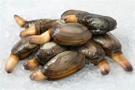 All the Different Types of Clams - American Oceans