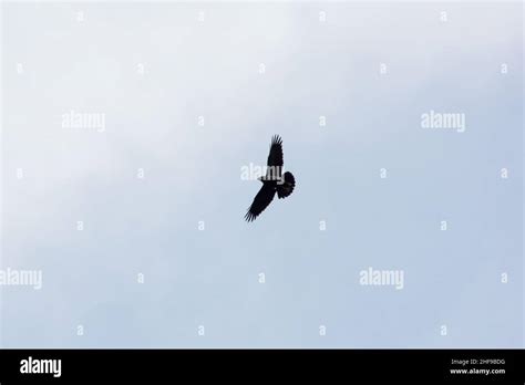 Raven flying hi-res stock photography and images - Alamy