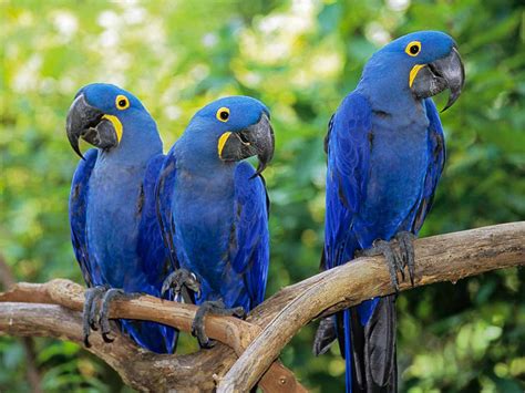 Kiliws Blog: Hyacinth Macaw