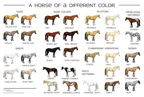 Horse Colors Poster by Siakhuinn on deviantART | Horse color chart ...