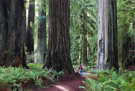 Redwood Hikes