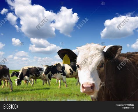 Cows Grazing On Image & Photo (Free Trial) | Bigstock