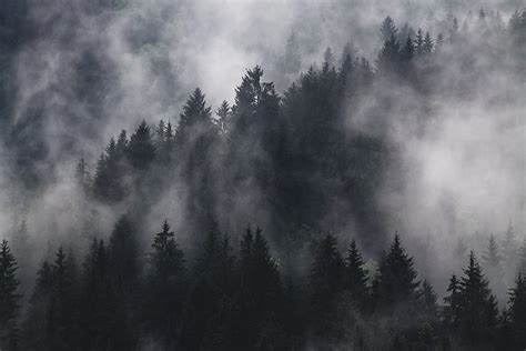 Aesthetic Forest Pc, Dark Forest Aesthetic HD wallpaper | Pxfuel