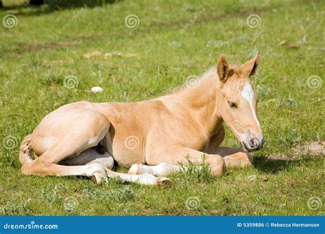 Palomino Quarter Horse Royalty Free Stock Image - Image: 5359886