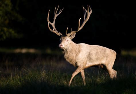 Albino Elk Stock Photo - Download Image Now - Animal, Animal Wildlife ...