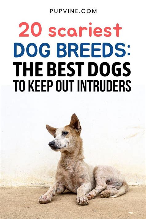 20 Scariest Dog Breeds: The Best Dogs To Keep Out Intruders | Scary dogs, Dog breeds, Best dogs