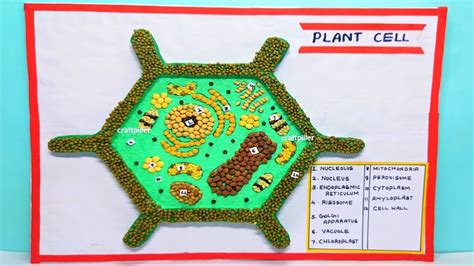 Plant Cell Model Project Shoebox