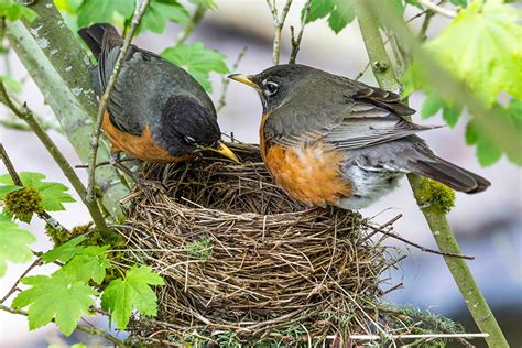 Art Lander’s Outdoors: The American Robin, migratory songbird and harbinger of spring | NKyTribune