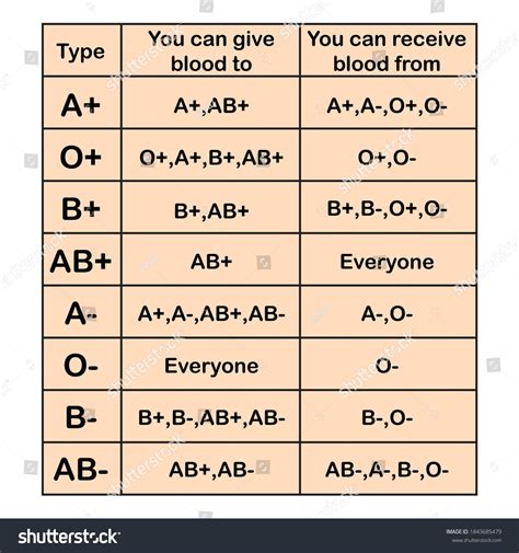 Human Blood Types Chart Blood Groups Stock Vector (Royalty Free) 1843685479 | Shutterstock