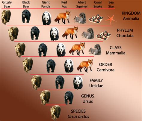 Classification of Living organisms - Biology Notes for IGCSE 2014