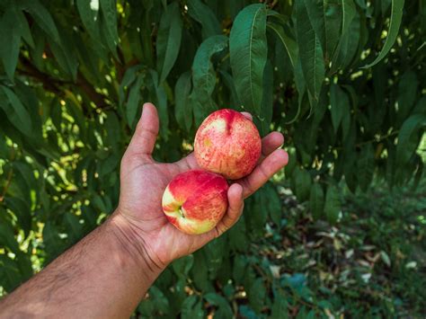 Dwarf Peach Tree prunus Persica 10 Seeds Hardy Fruits - Etsy