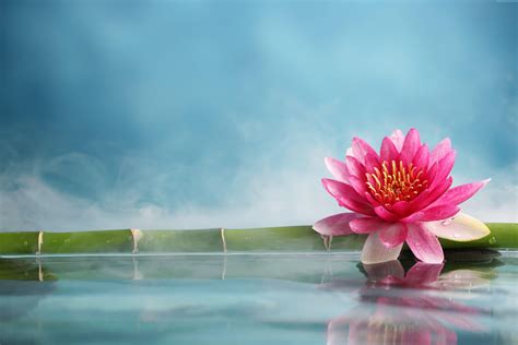 Pink Lotus Wallpapers - Top Free Pink Lotus Backgrounds - WallpaperAccess