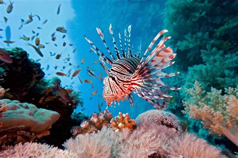 Lionfish Are Destroying Our Coral Reefs - Planting Peace