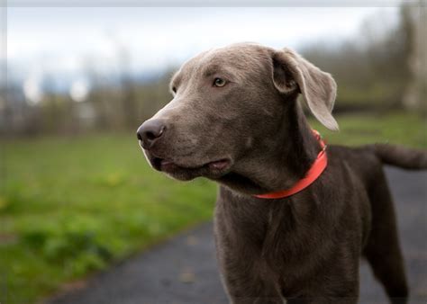 Shelter Dogs of Portland: "SPUTNIK" young Weimaraner/Silver Lab mix