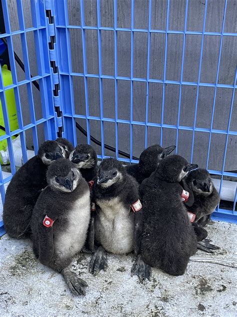 SeaWorld Conservation Fund Helps Save Endangered African Penguin Chicks