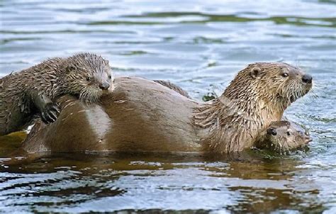 SO CUTE _ GIANT OTTER AND TWIN BABY