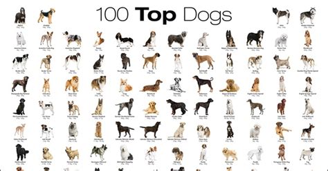 Top 100 Best Dog Breeds